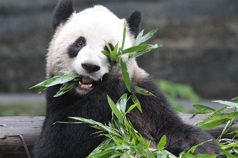 Toronto Zoo Set To Welcome Pair Of Giant Pandas