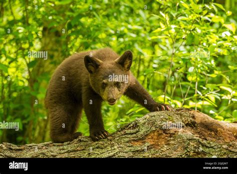 Usa Minnesota Black Bear Cub Captive Stock Photo Alamy