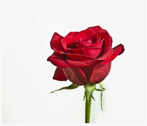 Pngkit selects 36 hd single flower png images for free download. Flower Png Image With Transparent Background - Red Rose ...