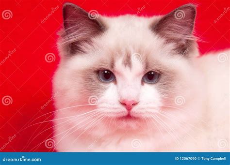 Ragdoll Cat On Red Stock Photo Image Of White Ragdoll 12067090
