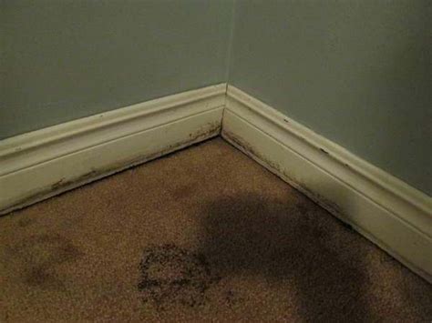 Eventually, mold left untreated can even end up damaging the baseboards beneath your carpet. mold growing in carpet | Floor Matttroy