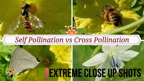During self pollination, polling grains are transferred from an anther of a flower either into the stigma of the same flower or a different flower of the same plant. Self Pollination vs Cross Pollination - YouTube