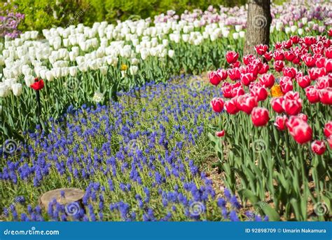 Tulip Flowers In Spring Stock Image Image Of Natural 92898709