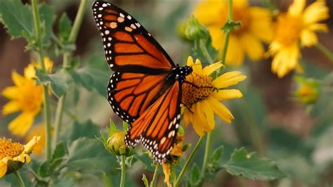 Monarch Butterflies Texas Country Reporter Youtube
