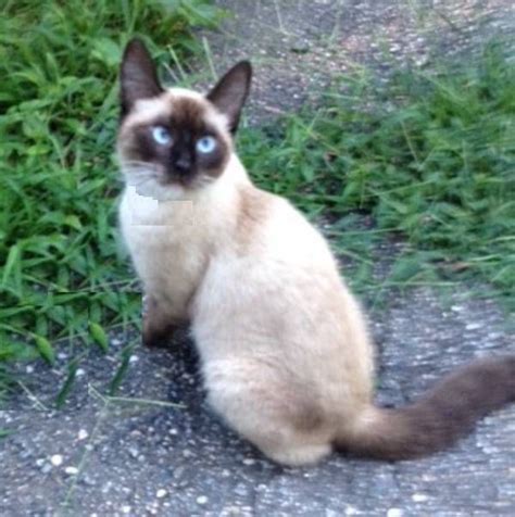 Male and female names, based on physical traits and personality, traditional nicknames. Found Cat - Siamese in MONROE, CT Share Facebook Twitter ...