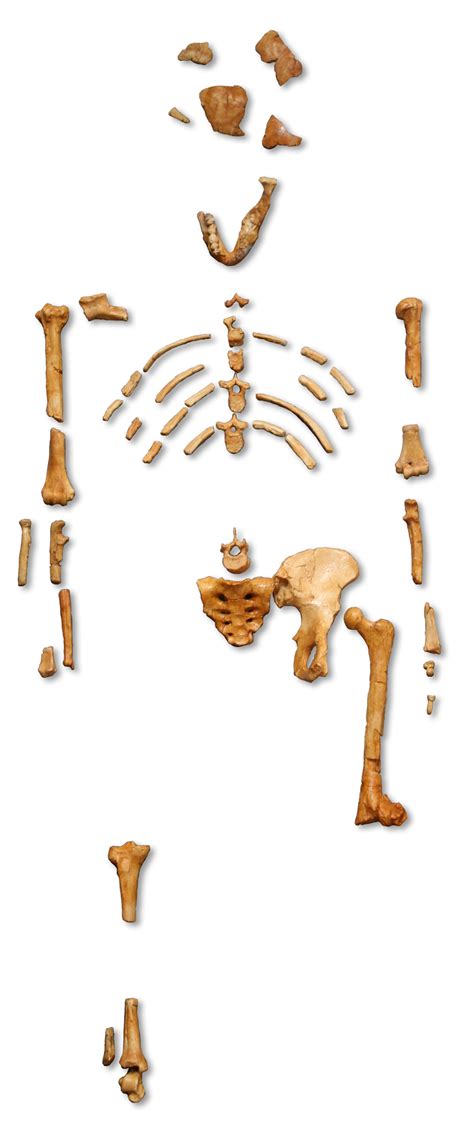 Australopithecus Afarensis Wikiwand