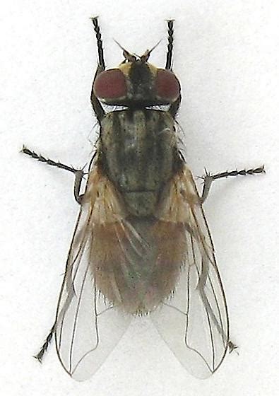 Fly Musca Domestica Bugguidenet