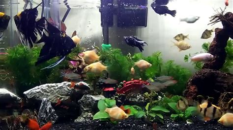 Dengan aquarium mampu menghadirkan nuansa alam kedalam rumah. Aneka Model Aquarium : Under The Sea Fish N Flush Toilet Aquarium Geekologie : Available in many ...