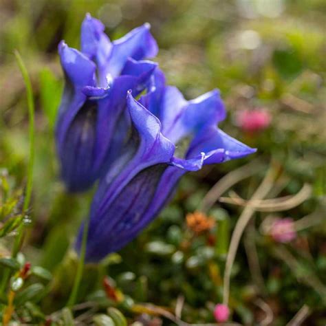 Gentian Seed Trumpet Gentian Herb Seeds