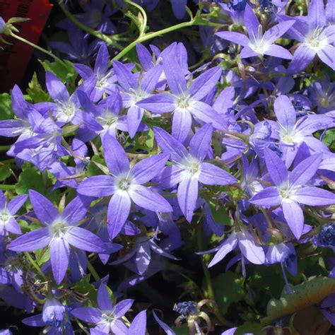 Plants of this collection are several decimeters taller. Polster-Glockenblume - Campanula poscharskyana 'Stella' - blau