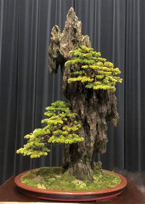 Bonsai Bark Promoting And Expanding The Bonsai Universe