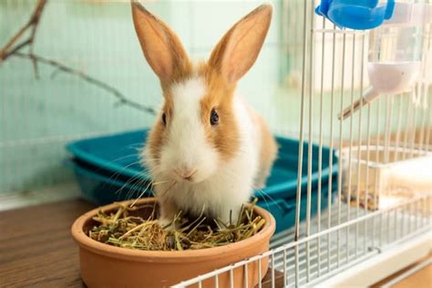 What Is The Best Hay For Rabbits A Nutritional Overview Animallama