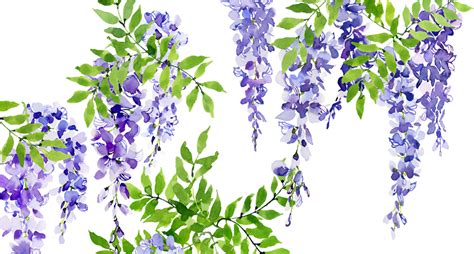 Codes For Wisteria Codes For Wisteria Lilac On Twitter