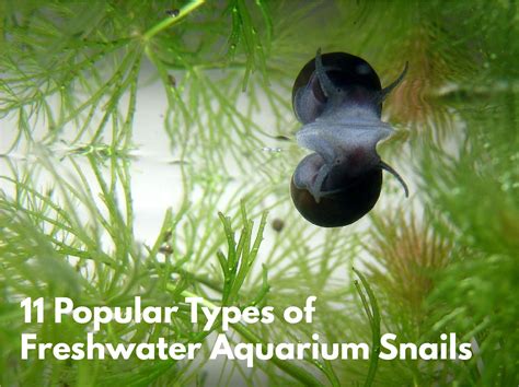 The snails are lured into the trap with bait and can then be easily removed from works well just a shame snails arnt actually trapped as fish keep knocking it and knocking snails off before i gety it out the tank. Snails In My Tropical Aquarium - 1000+ Aquarium Ideas
