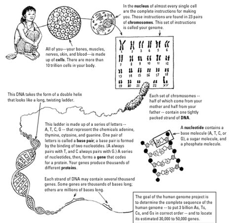 The letters of the alphabet also stand for longer names. PBS nova dna worksheet | NOVA Online | Teachers | Student ...