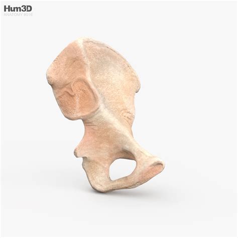 Hip Bone 3d Model Anatomy On Hum3d