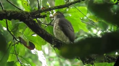 Slaty Backed Forest Falcon Micrastur Mirandollei Darien Panama