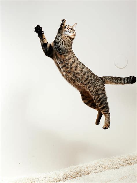 Cat Jumping By Akimasa Harada