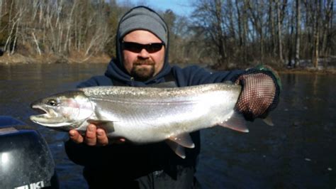 How many times so koi spawn per year. Spring Steelhead Fishing Report - (231) 519-7348 - Guided ...