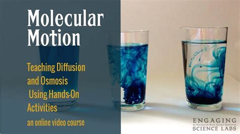 Diffusion And Osmosis Activities And Experiments Youtube