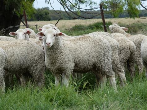 lot 431 420 mixed sex lambs auctionsplus