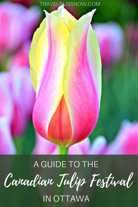 A Guide To The Canadian Tulip Festival In Ottawa Travel Bliss Now