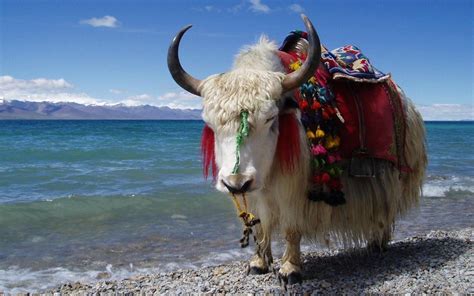 Just A Fancy Fluffy Tibetan Yak Imgur Farm Animals Cute Animals