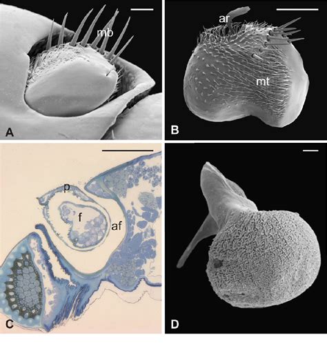 Figure From Antennal Morphology And Fine Structure Of Flagellar Sensilla In Hippoboscid Flies