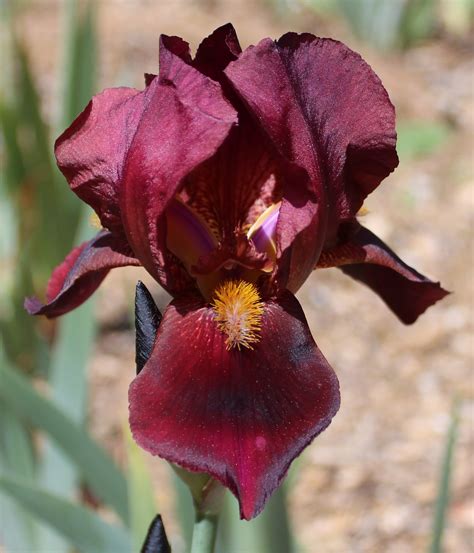 Data specific to irises (edit). TB Iris germanica 'Autumn Velvet' (Brown, 1962) | Iris ...