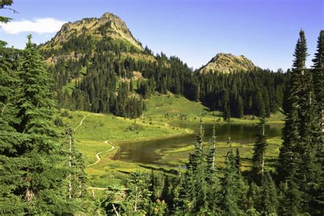 Usa Parks Mountains Lake Fir Grass Mount Rainier National Park