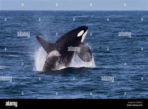 Transient Killer Whaleorca Orcinus Orca Large Adult Male Breaching