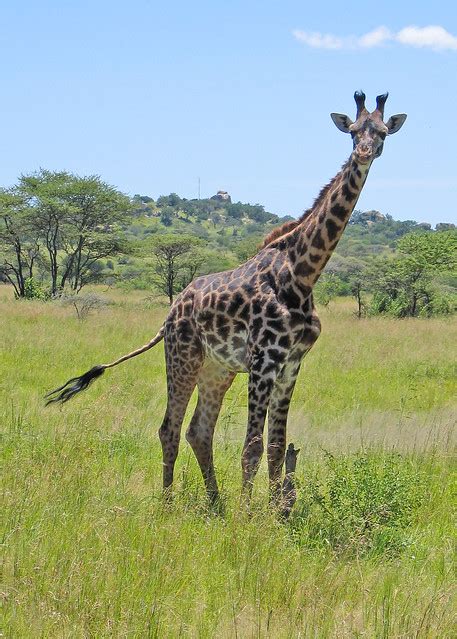 Giraffe With Swishy Tail Flickr Photo Sharing