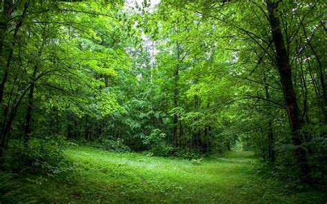 Free Download Lush Green Forest Path Sunny Wallpapers Lush Green X For Your Desktop