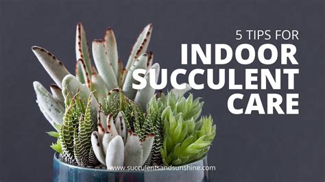 Indoor Succulent Care 5 Tips For Keeping Your Indoor Succulents