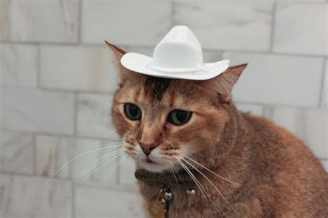 White Cowboy Cat Hat Dog Hat W Free Shipping Etsy Canada