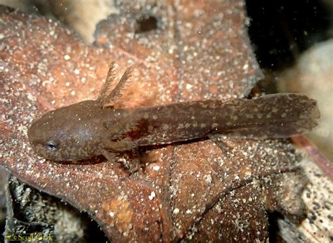 Marbled Salamander Larva George Washington National Forest Flickr