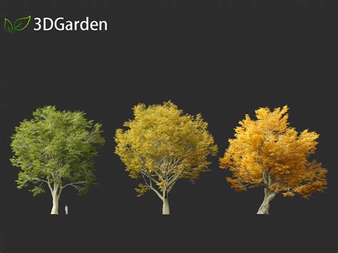 Acer Pseudoplatanus Sycamore Maple 01 Tree 3d Model Download Plant 3d
