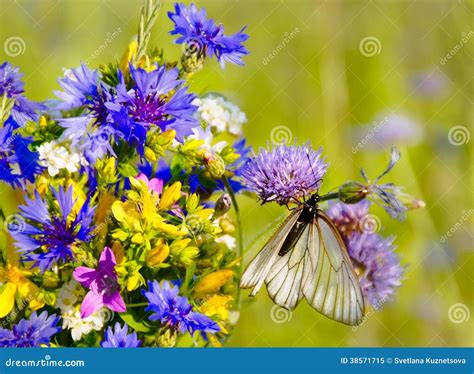 Butterfly On Wildflowers Stock Image Image Of Field 38571715