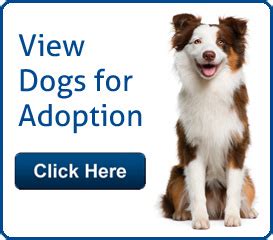 Adopt two and pay only $35. 10 Great Reasons to Open Your Heart to a Senior Pet ...