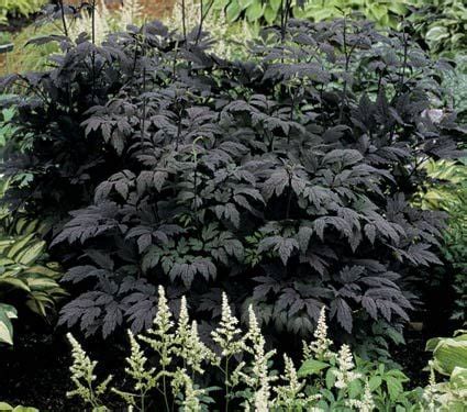 Check spelling or type a new query. Cimicifuga simplex Hillside Black Beauty | White Flower Farm