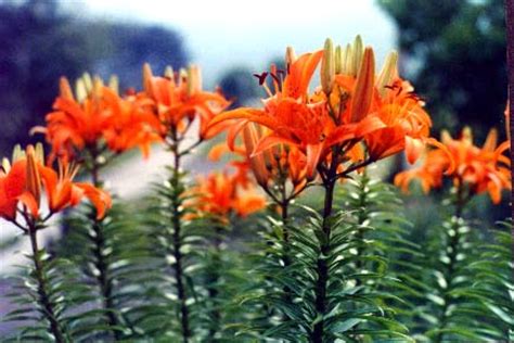 A flower is a naturally occurring plant that occurs in various forms and colors. Gardeners: How do I rid myself of these ugly orange lilies ...