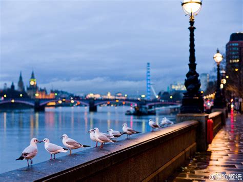 Flock Of Pigeon London Birds Lantern Cityscape Hd Wallpaper
