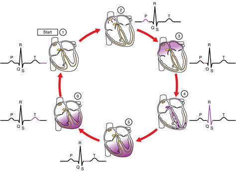 Cardiac Muscle And Electrical Activity · Anatomy And Physiology