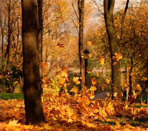 Image Result For Autumn Leaves Blowing In The Wind And People Images