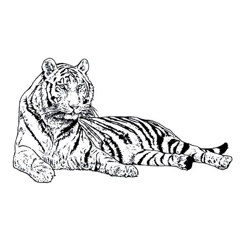 Tiger Ausmalbilder Kostenlos Tiger Illustration Ausma Vrogue Co