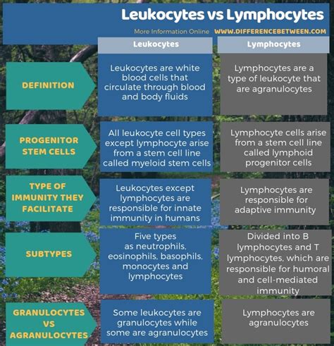 Difference Between Leukocytes And Lymphocytes Compare The Difference