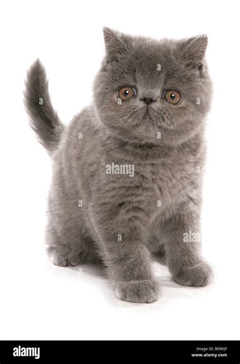 Domestic Cat Exotic Shorthair Blue Hi Res Stock Photography And Images