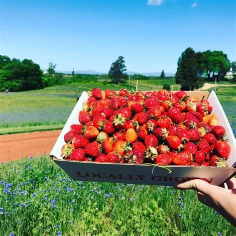 We advise against using a blank form do it yourself will kit, they are actually one of the most difficult ways to write a will. Liberty Mills Farm Is Virginia's Best Strawberry Farm