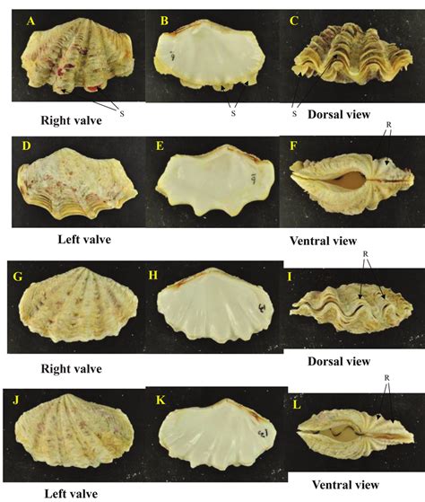 Shell Morphology Of Tridacna Maxima From Hongchia With Prominent Rib Download Scientific