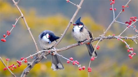 Red Whiskered Bulbul Birds Wallpapers Hd Wallpapers Id